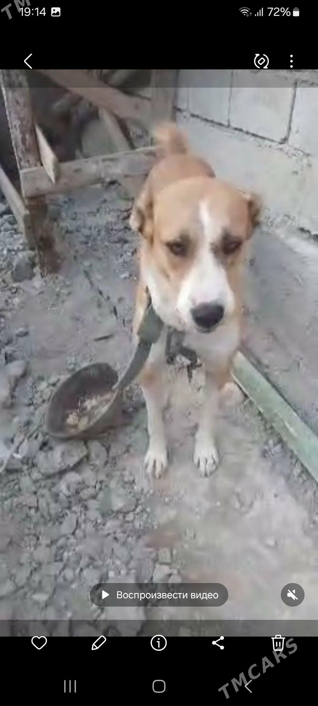 alabaý - Чоганлы - img 5