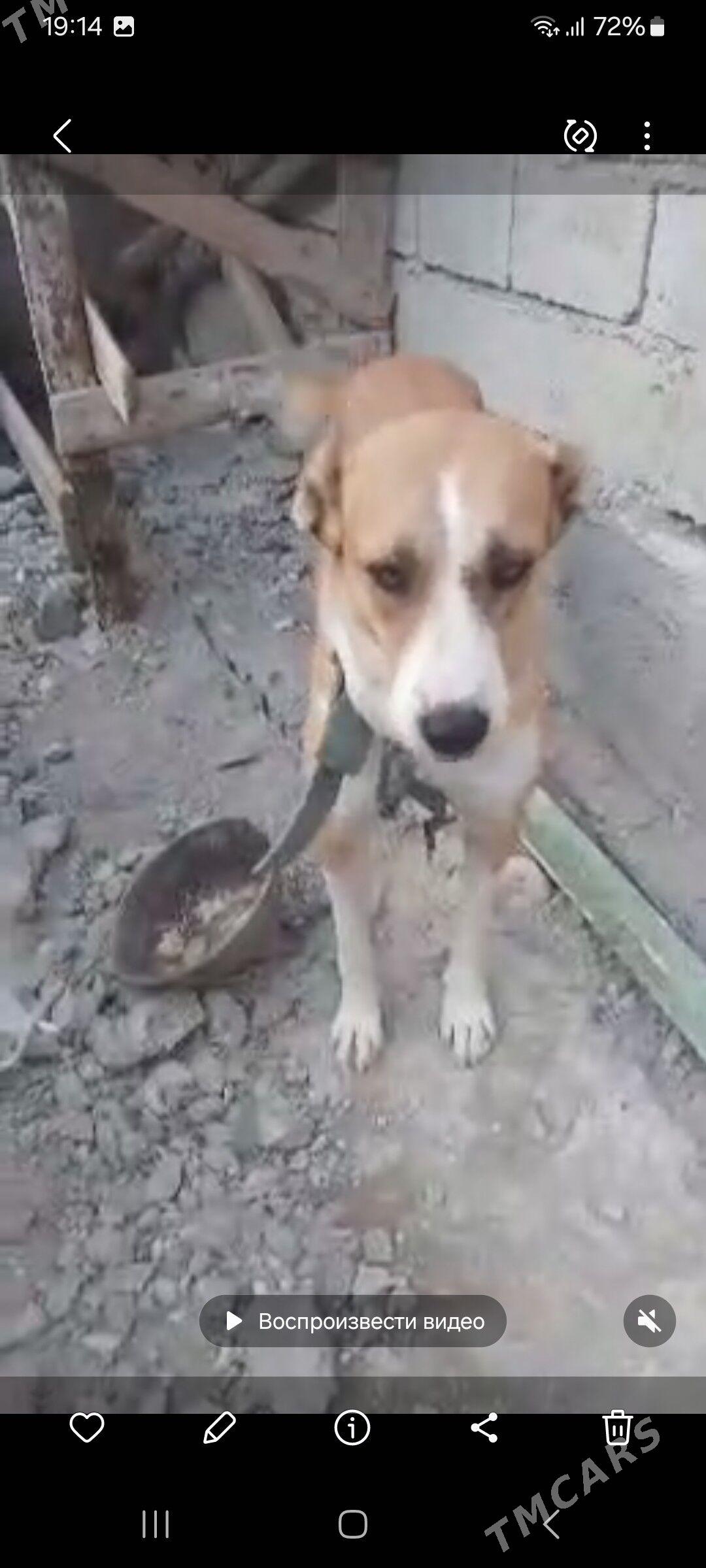 alabaý - Чоганлы - img 3