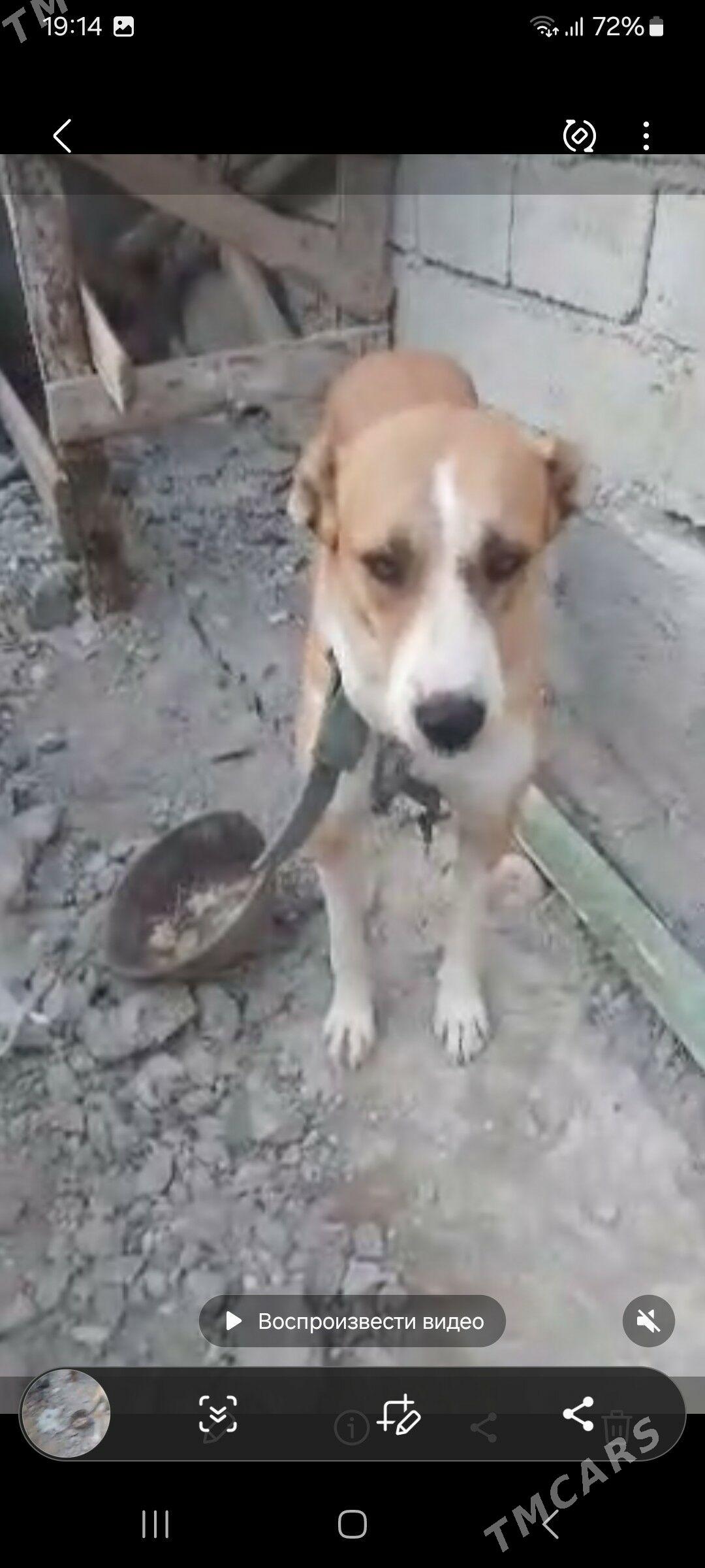 alabaý - Чоганлы - img 4