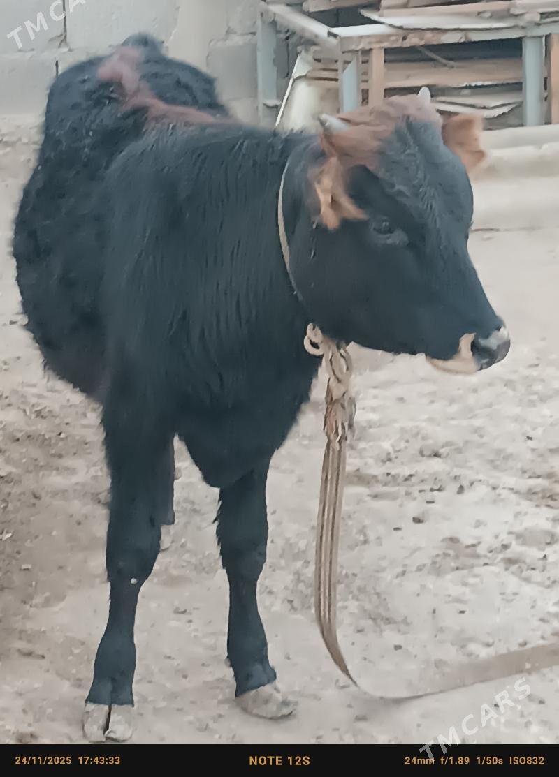 şwes öküz - Бузмеин - img 1