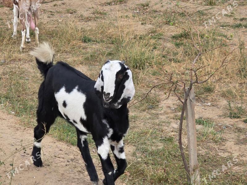 PAKIS BOGAZ ĆEBIŚ - Aşgabat - img 2