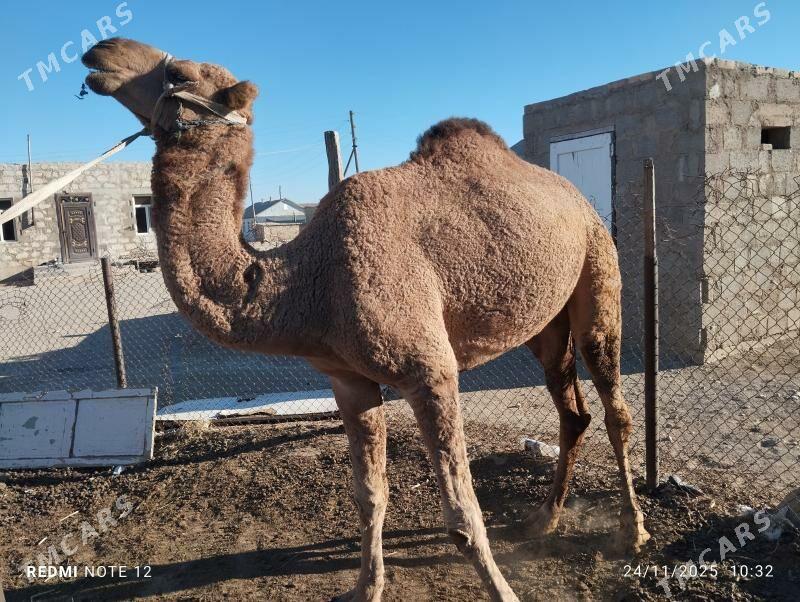 kosekli duye - Jebel - img 2