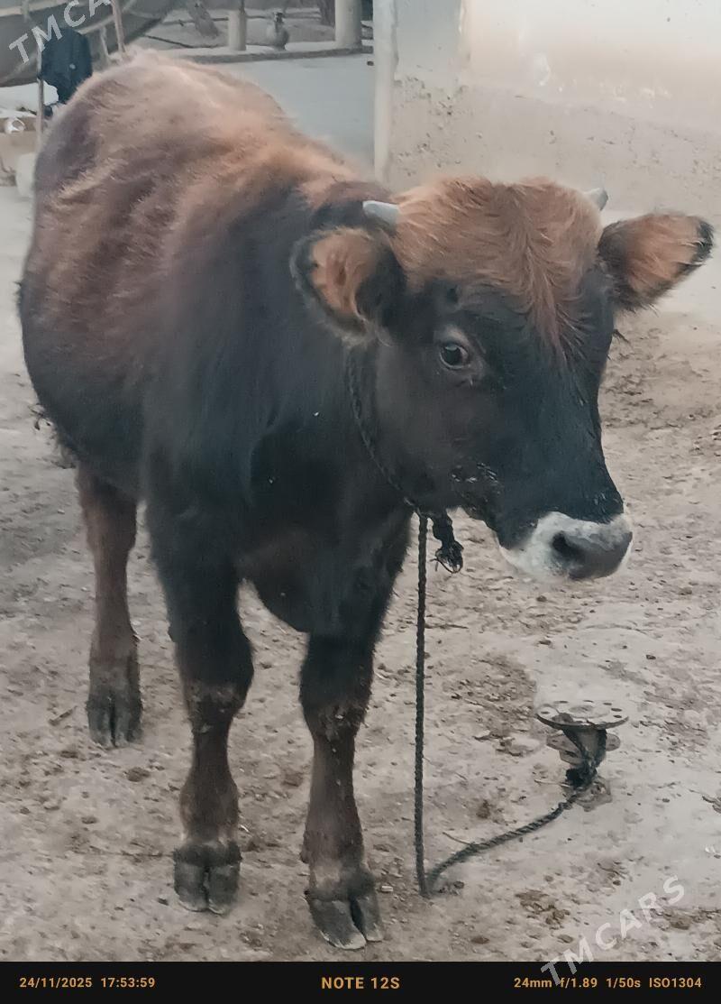 şwes öküz - Бузмеин - img 2