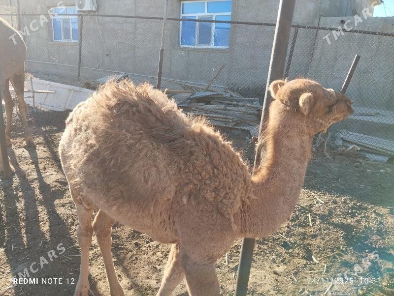 kosekli duye - Jebel - img 3