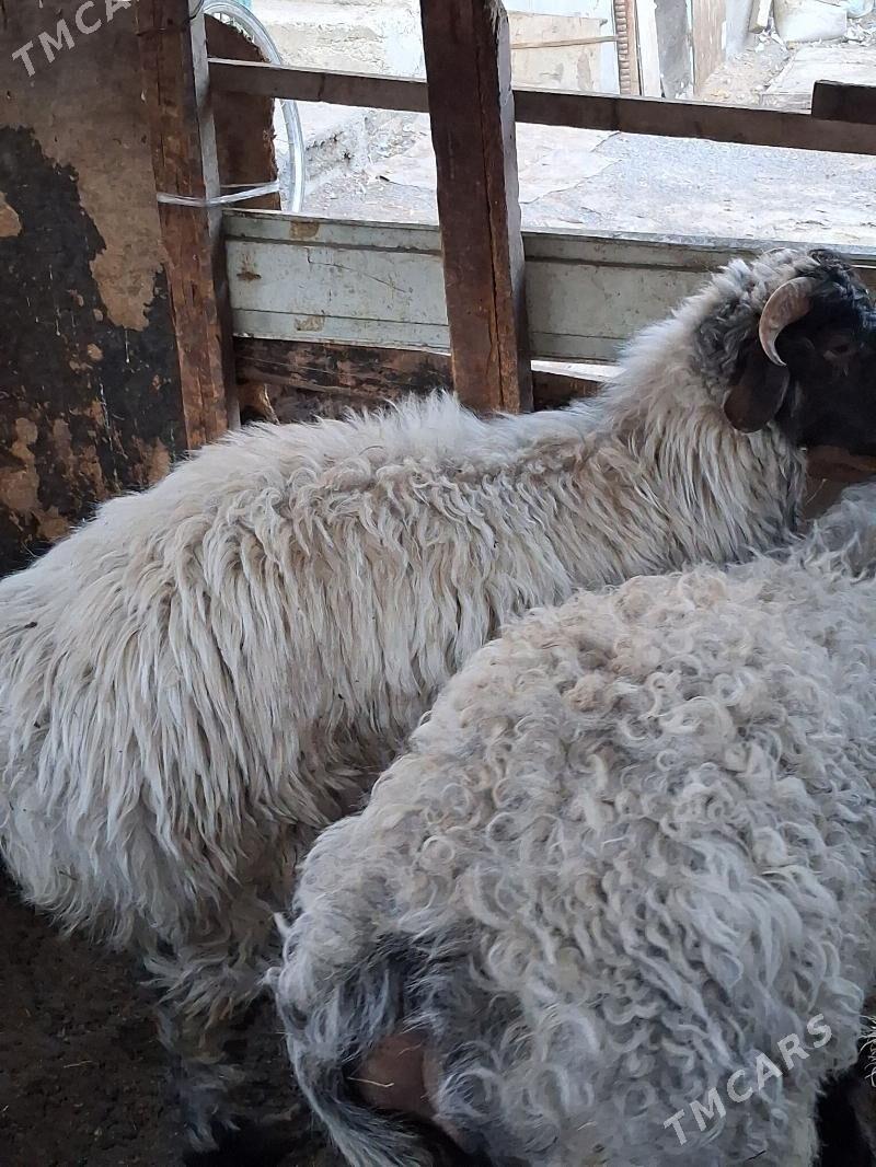 goyun - Aşgabat - img 3