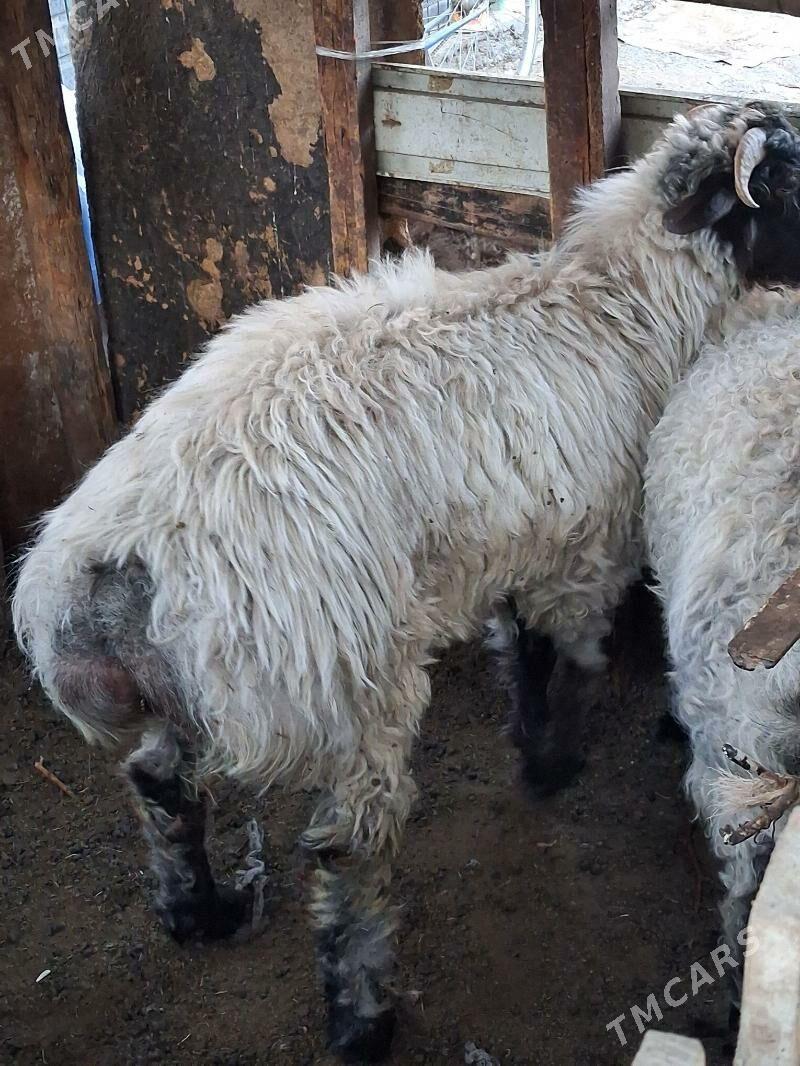 goyun - Aşgabat - img 2