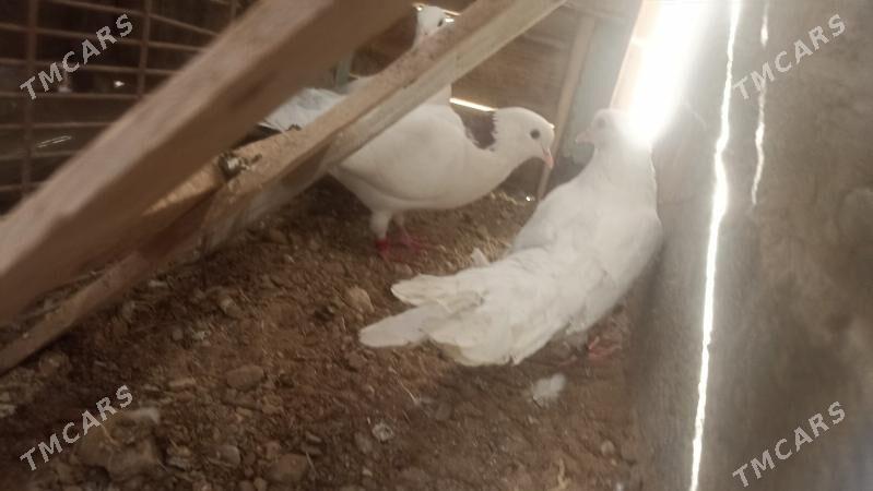 kepderi - Balkanabat - img 3