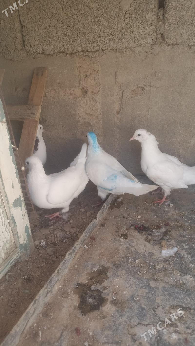 kepderi - Balkanabat - img 2