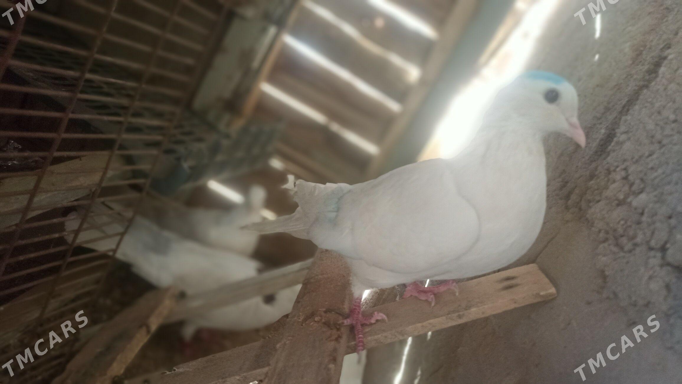 kepderi - Balkanabat - img 4