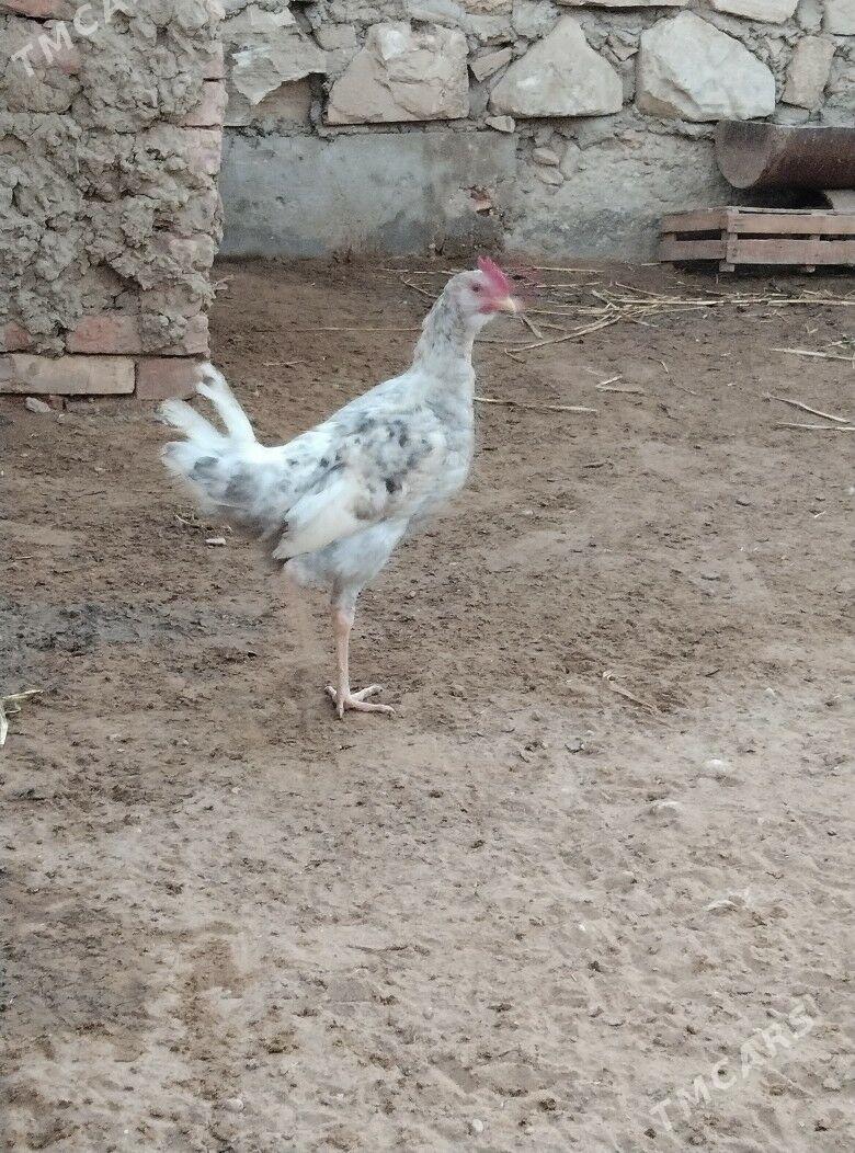 JUJE - Esenguly - img 2