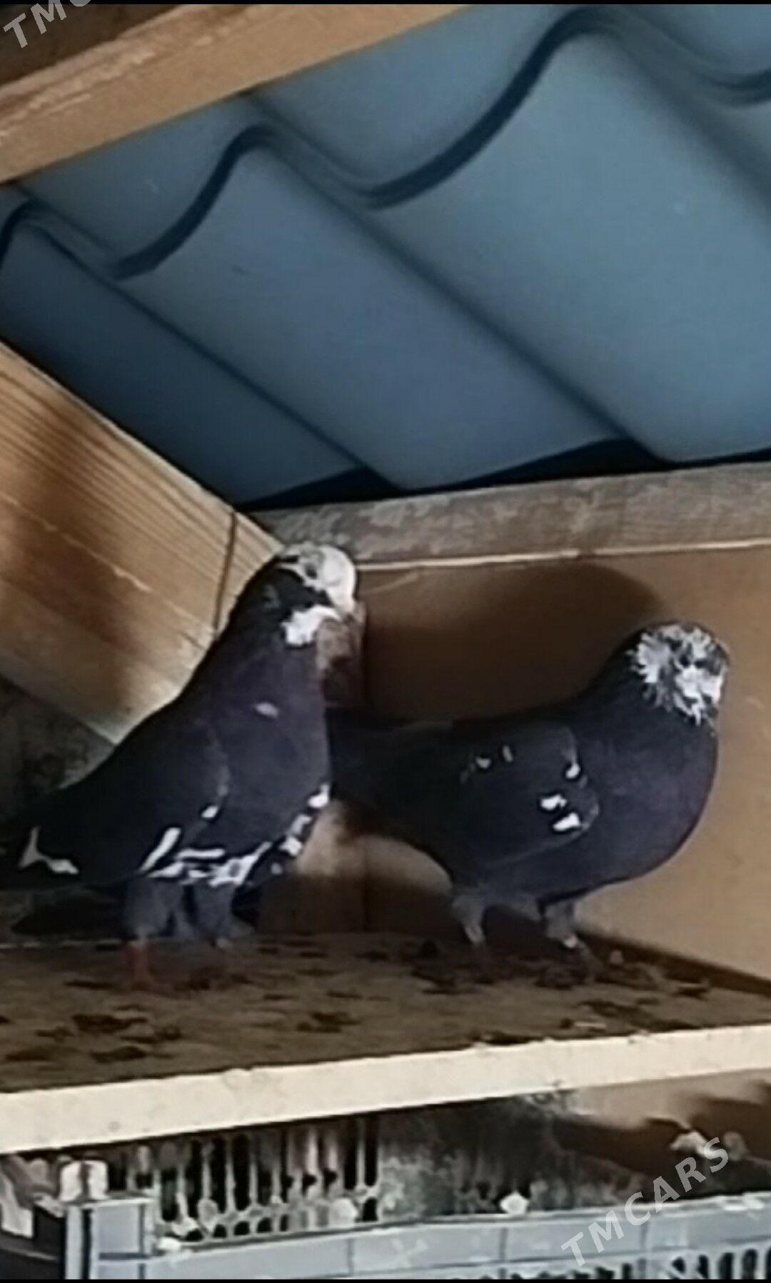 Kepderi - Aşgabat - img 2