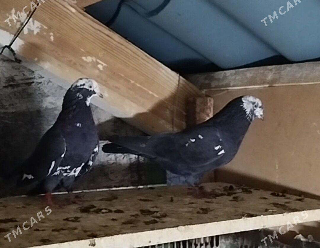 Kepderi - Aşgabat - img 3