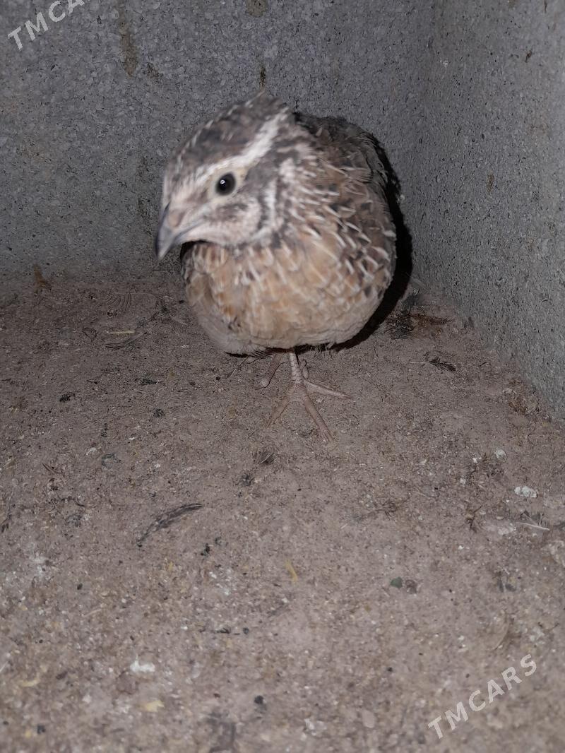 BEDENE - Гёкдепе - img 2