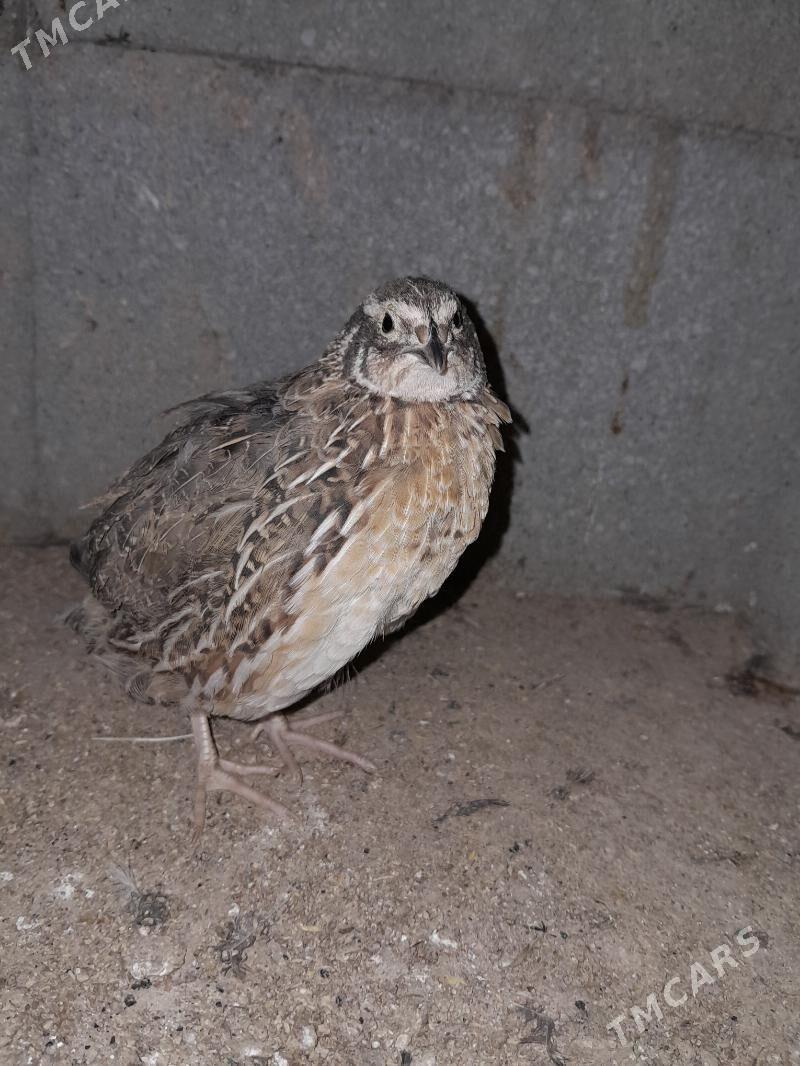 BEDENE - Гёкдепе - img 1