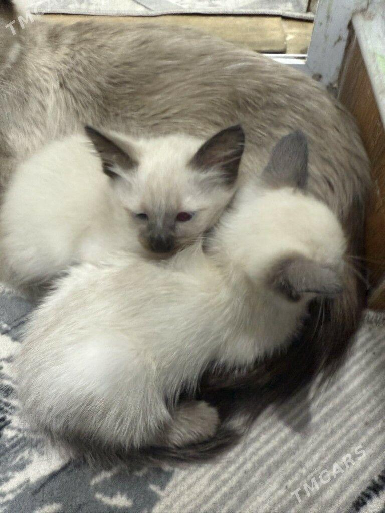 сиамский котёнок - Türkmenabat - img 3