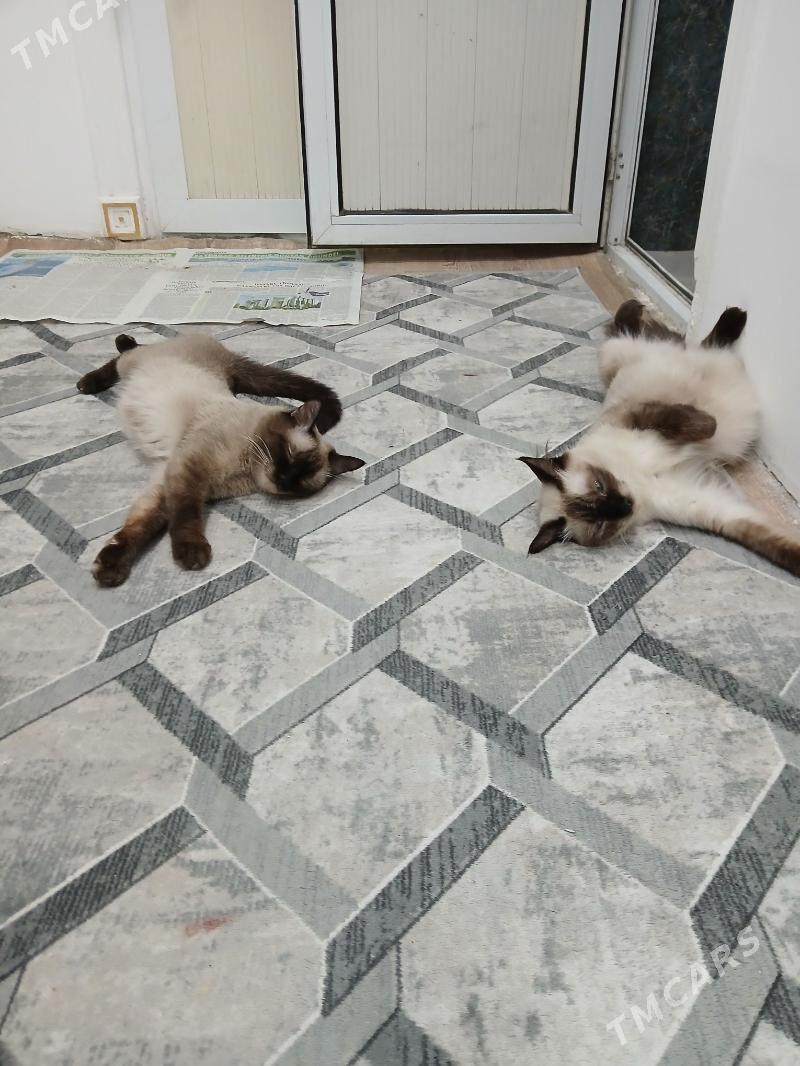 сиамский котёнок - Türkmenabat - img 5