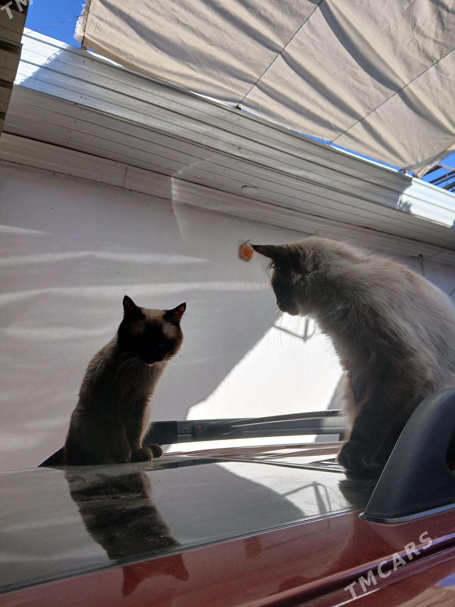 сиамский котёнок - Türkmenabat - img 4