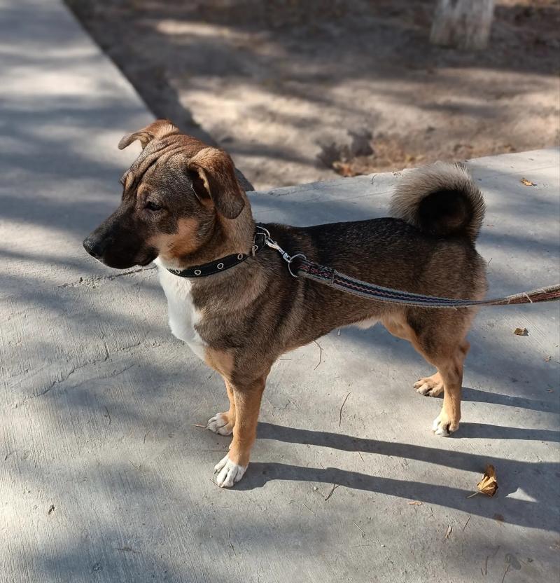 в добрые руки! - Ашхабад - img 2