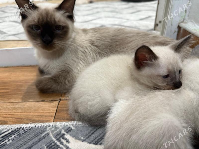 сиамский котёнок - Türkmenabat - img 2