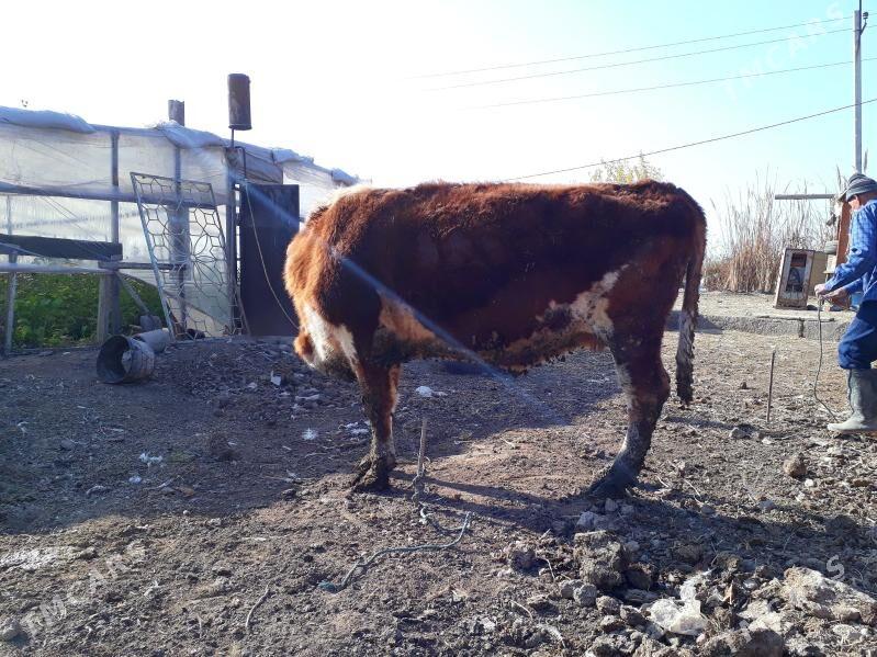 sygyr - Чарджоу - img 2