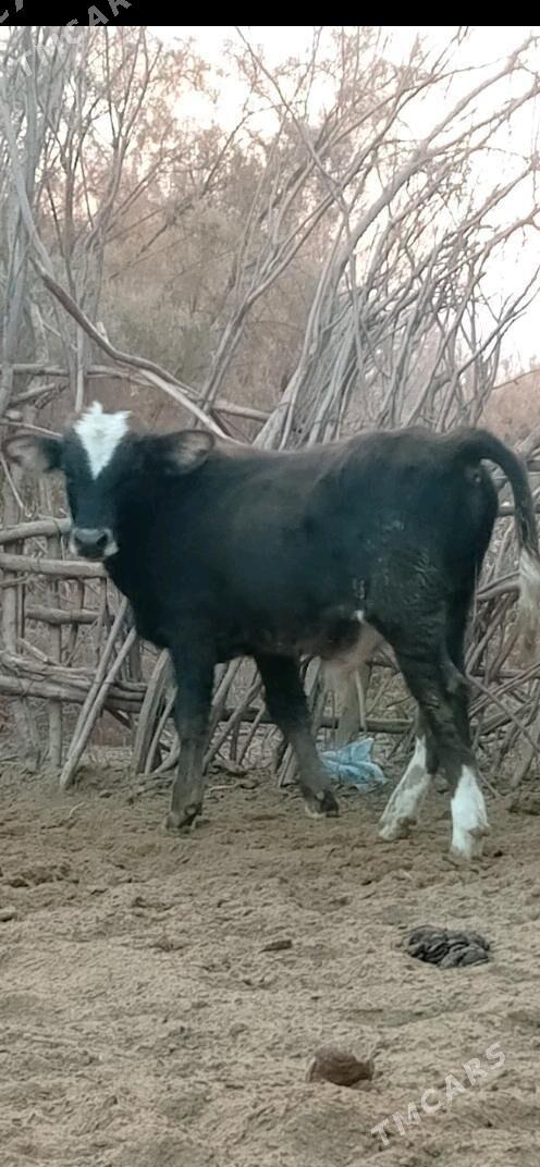 öküz. - Bäherden - img 2