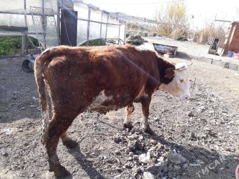 sygyr - Чарджоу - img 3