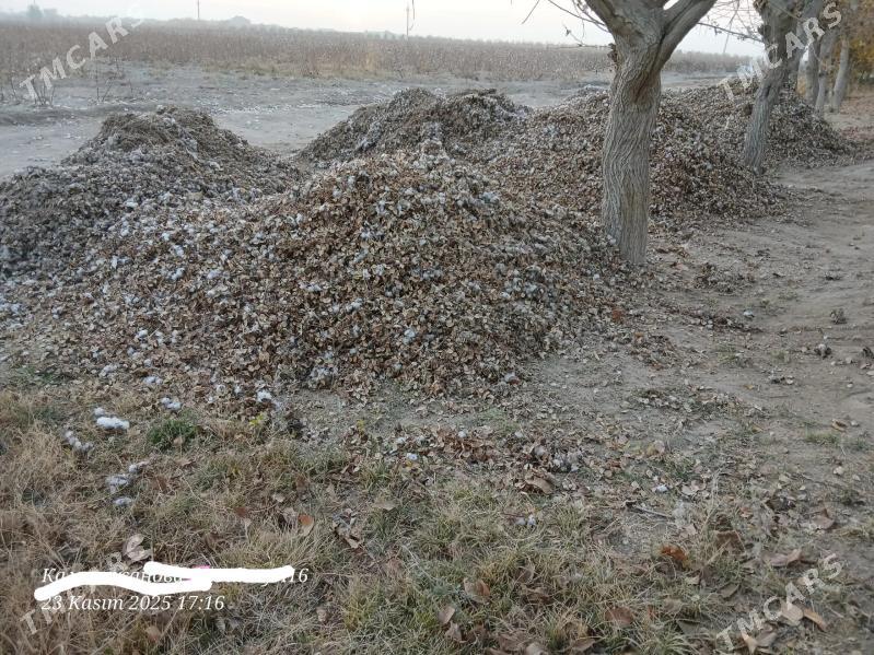 пахталы чангалак - Чарджоу - img 4