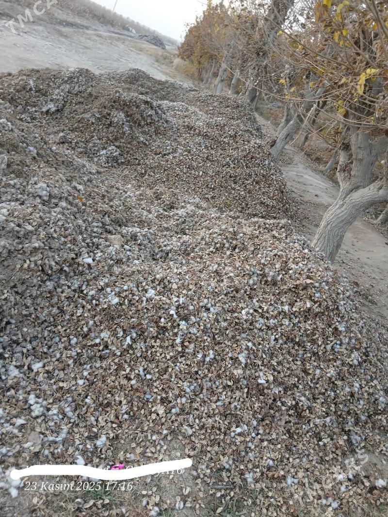 пахталы чангалак - Чарджоу - img 1