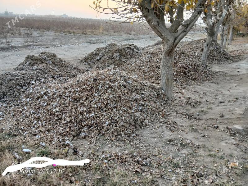 пахталы чангалак - Чарджоу - img 3