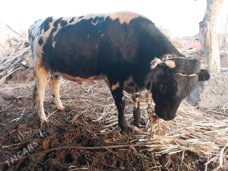 Öküz - етр. Туркменбаши - img 4