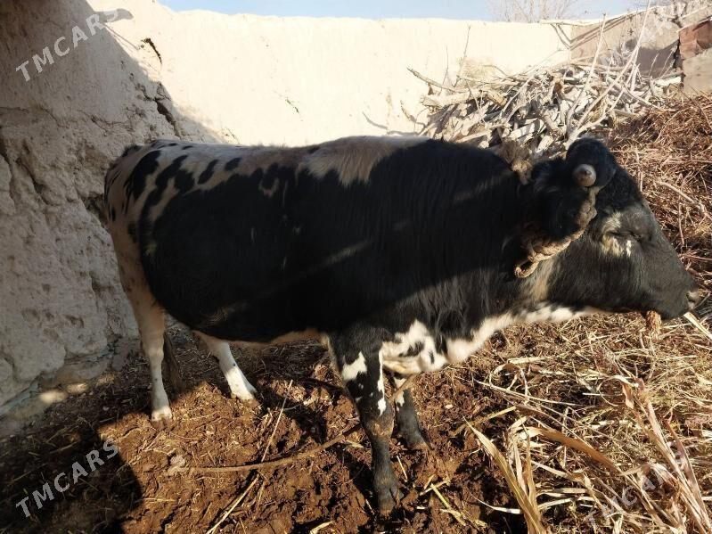 Öküz - етр. Туркменбаши - img 3