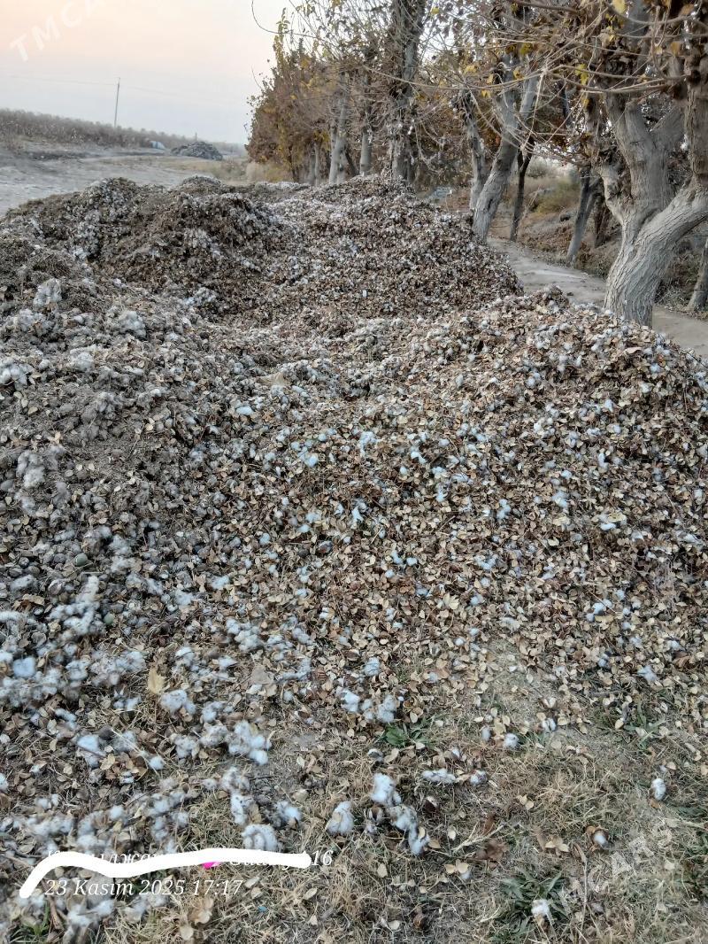 пахталы чангалак - Чарджоу - img 2