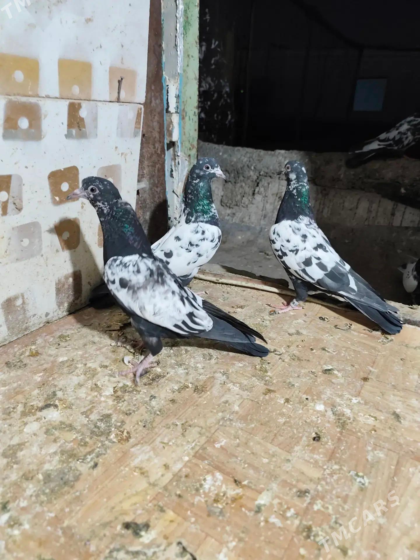 kepderi - Aşgabat - img 3