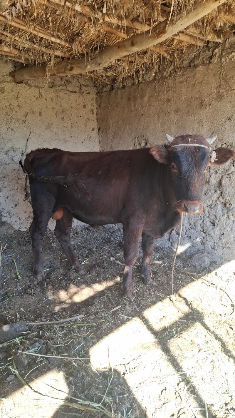 Öküz - Türkmenbaşy etr. - img 2