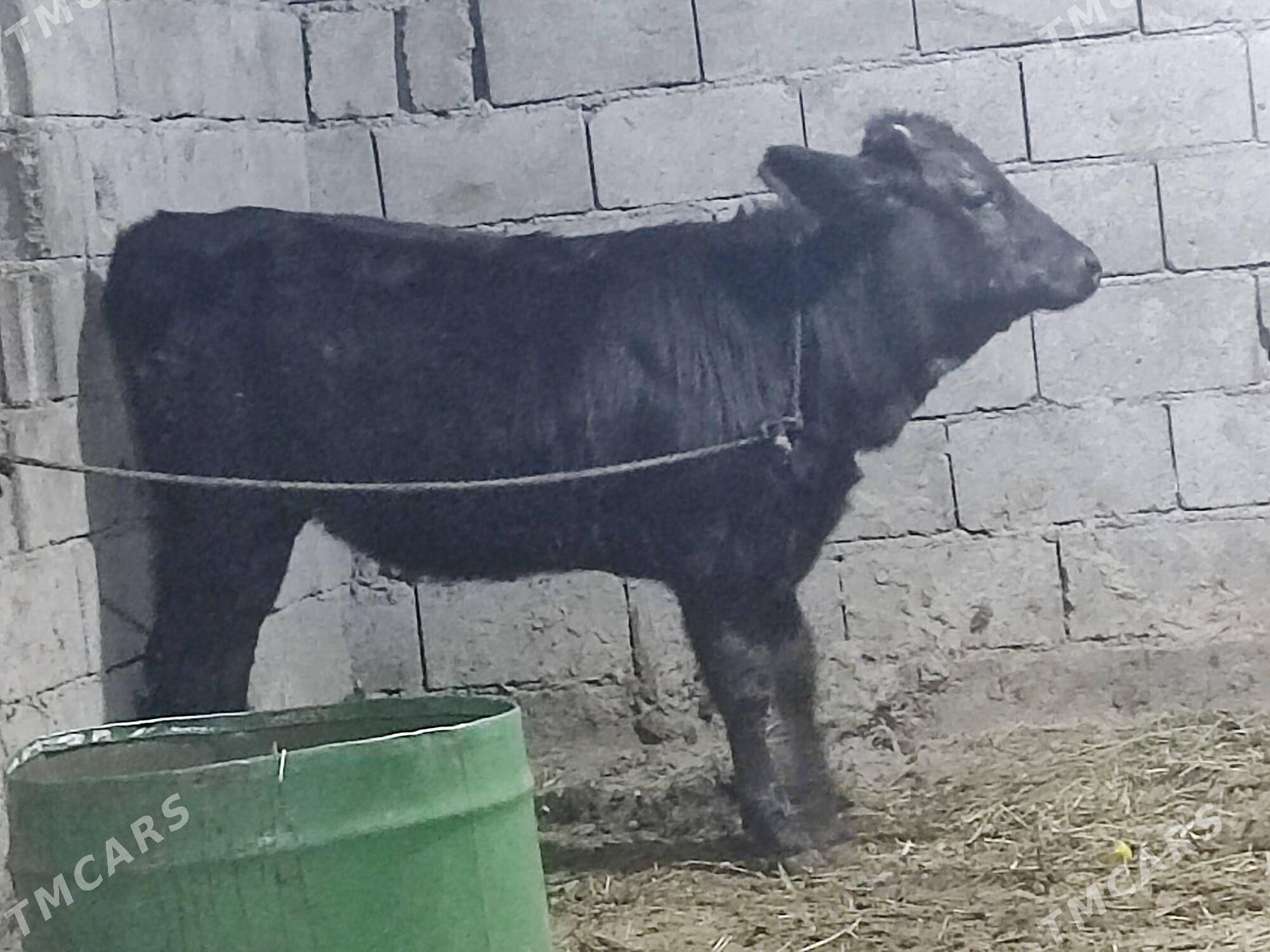 5 sany tohum tuwe - Гёкдепе - img 8