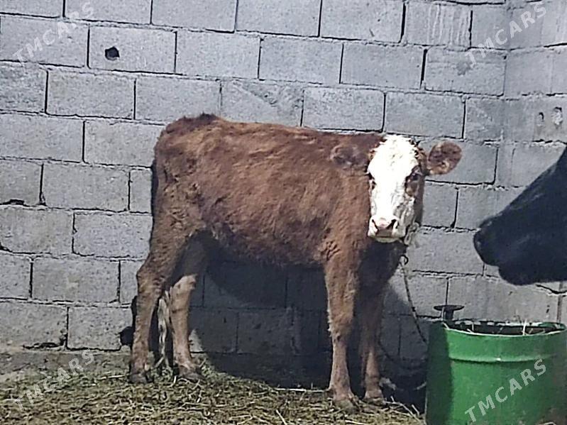 5 sany tohum tuwe - Гёкдепе - img 4