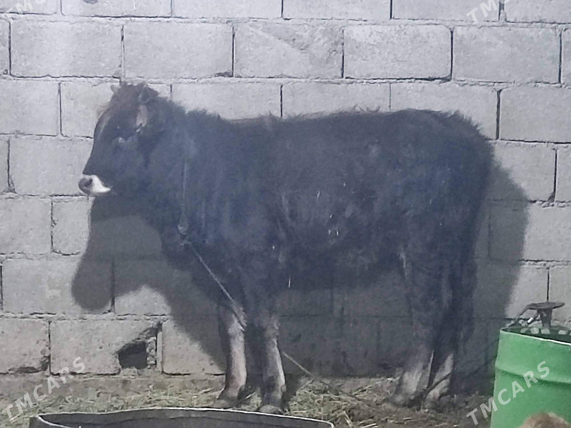 5 sany tohum tuwe - Гёкдепе - img 9