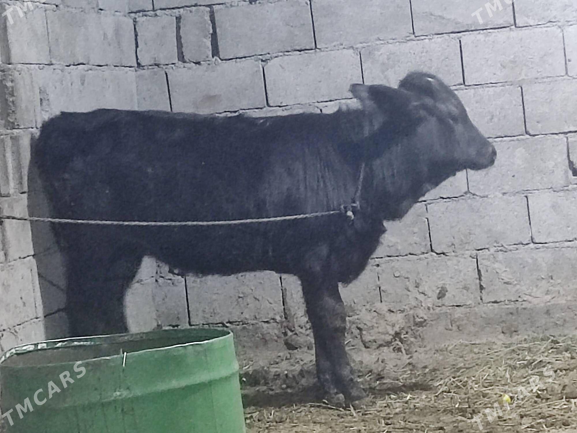 5 sany tohum tuwe - Гёкдепе - img 10