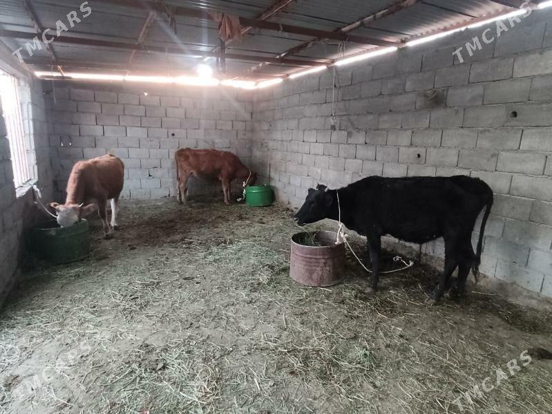 5 sany tohum tuwe - Гёкдепе - img 6