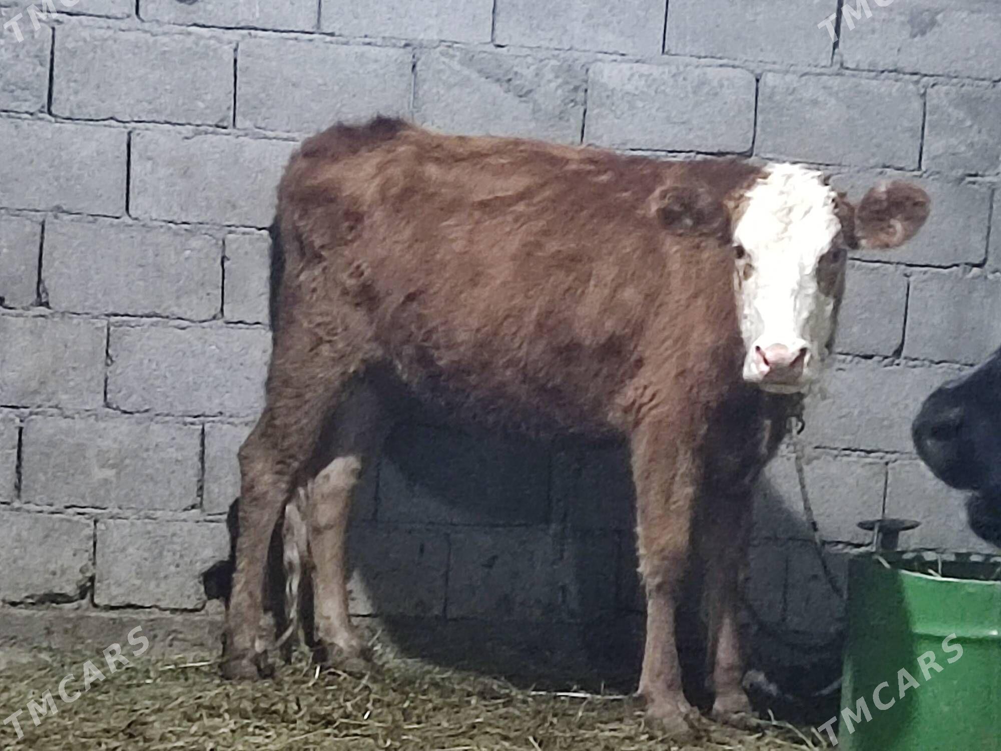 5 sany tohum tuwe - Гёкдепе - img 3