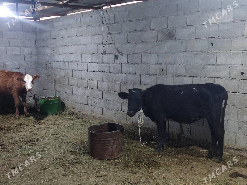 5 sany tohum tuwe - Гёкдепе - img 5