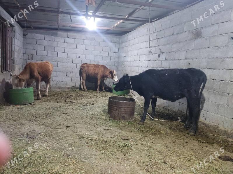 5 sany tohum tuwe - Гёкдепе - img 2