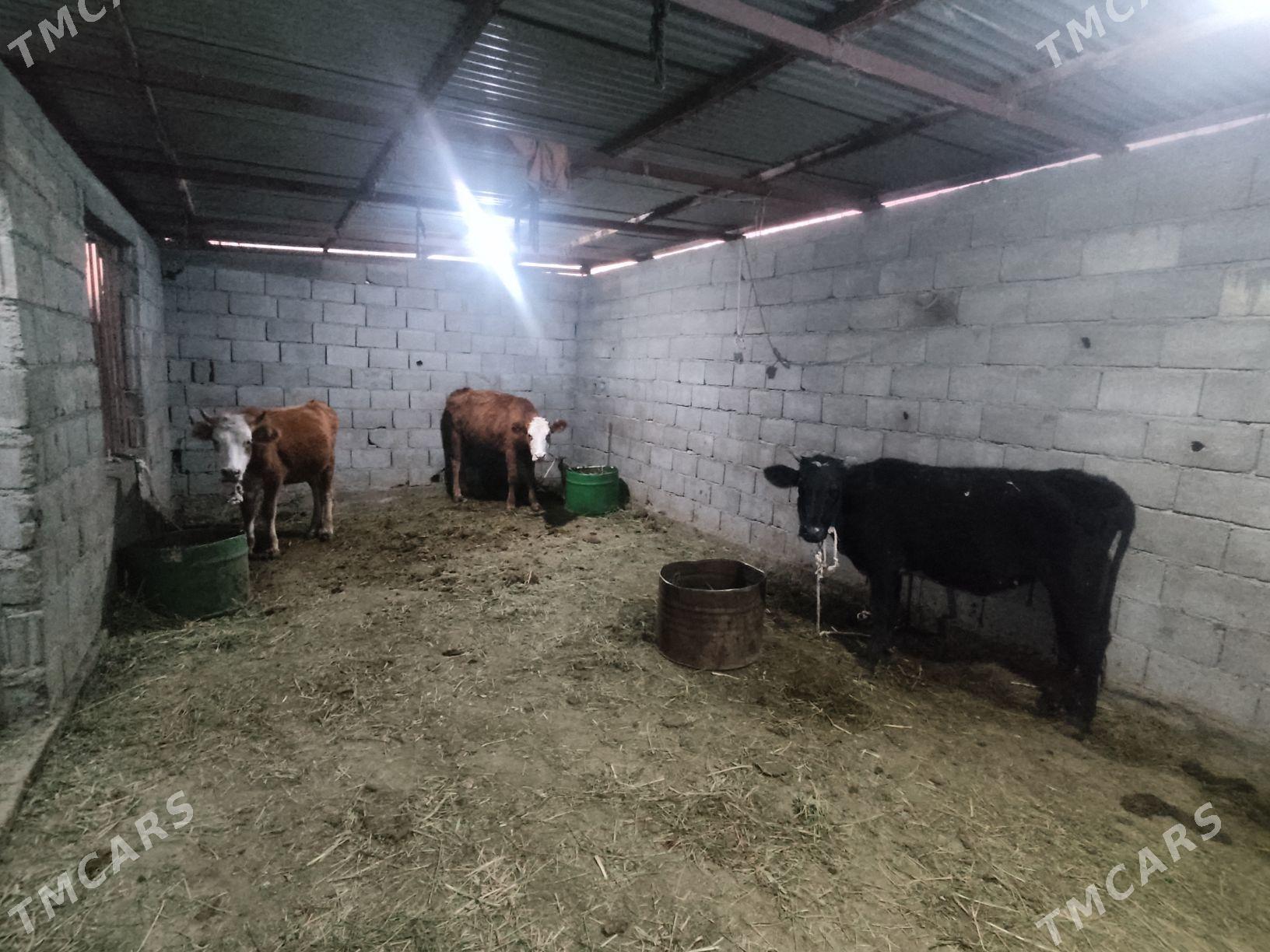 5 sany tohum tuwe - Гёкдепе - img 7