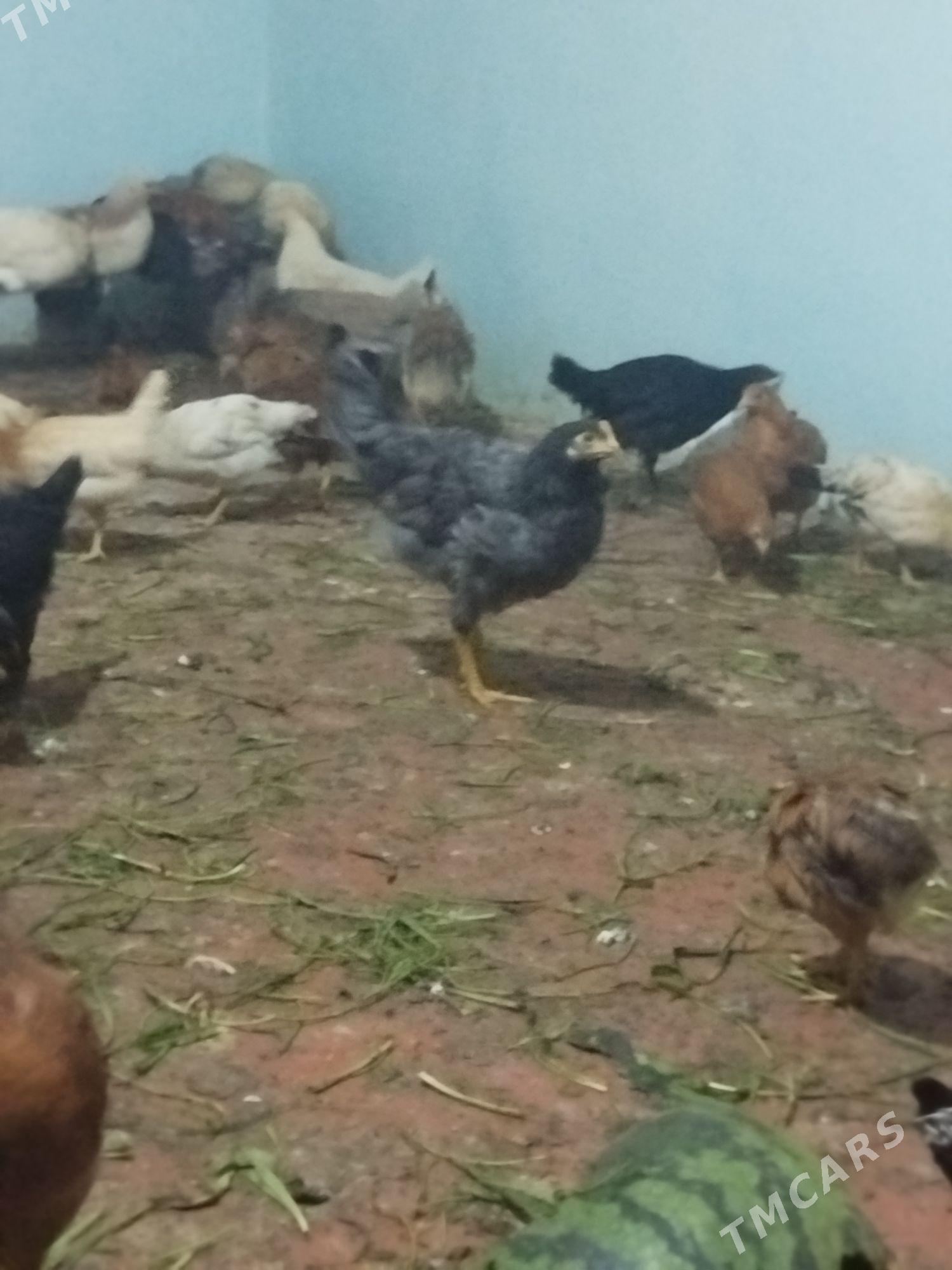 towuk jüýje  - Mary - img 4