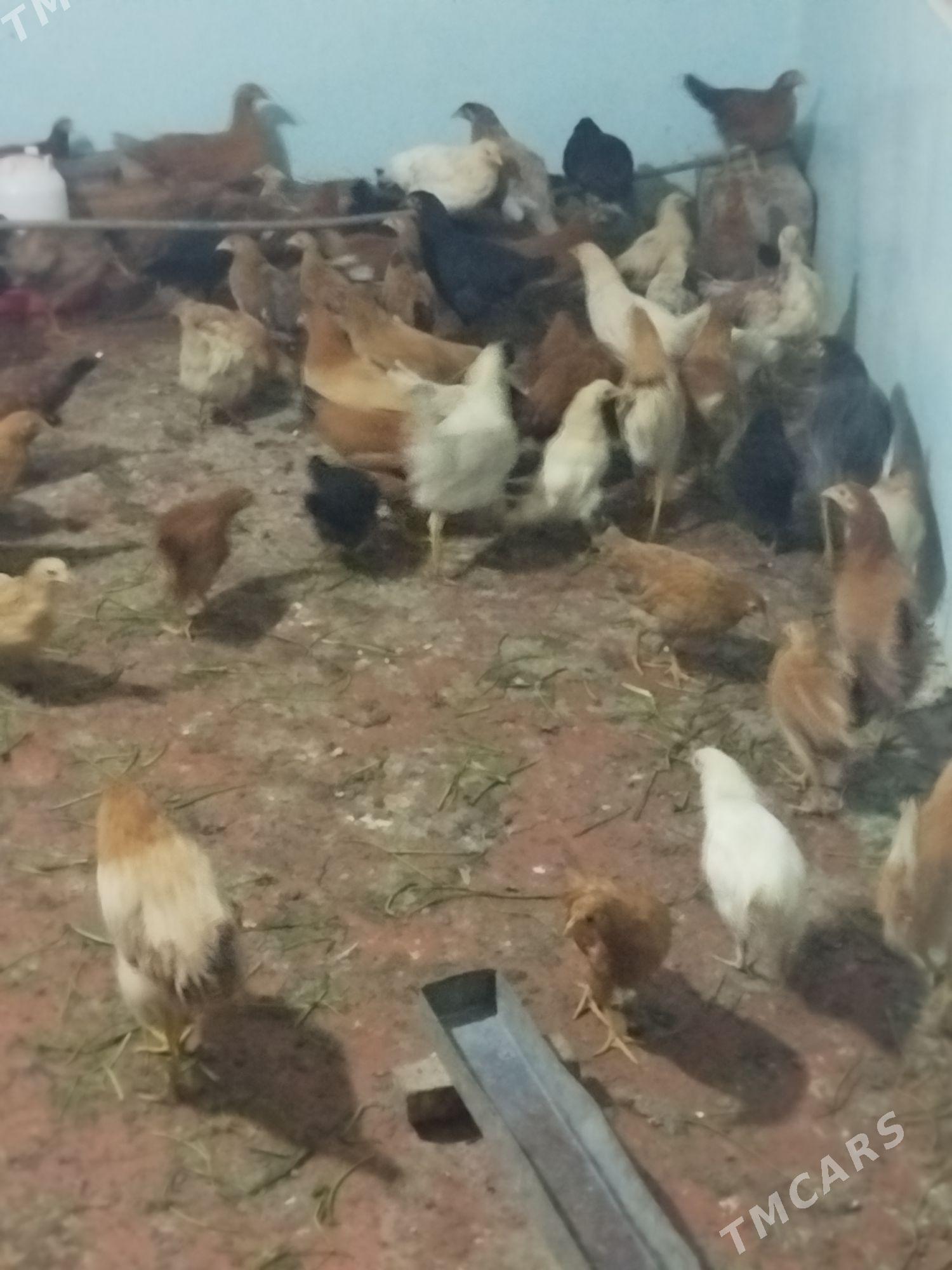 towuk jüýje  - Mary - img 2