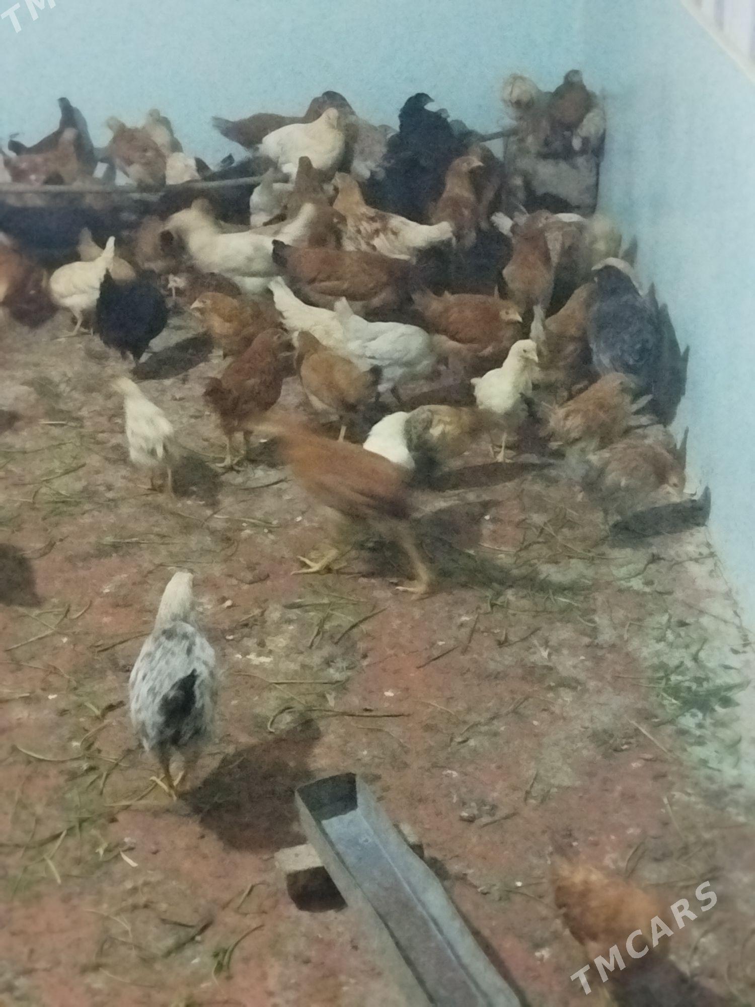 towuk jüýje  - Mary - img 3