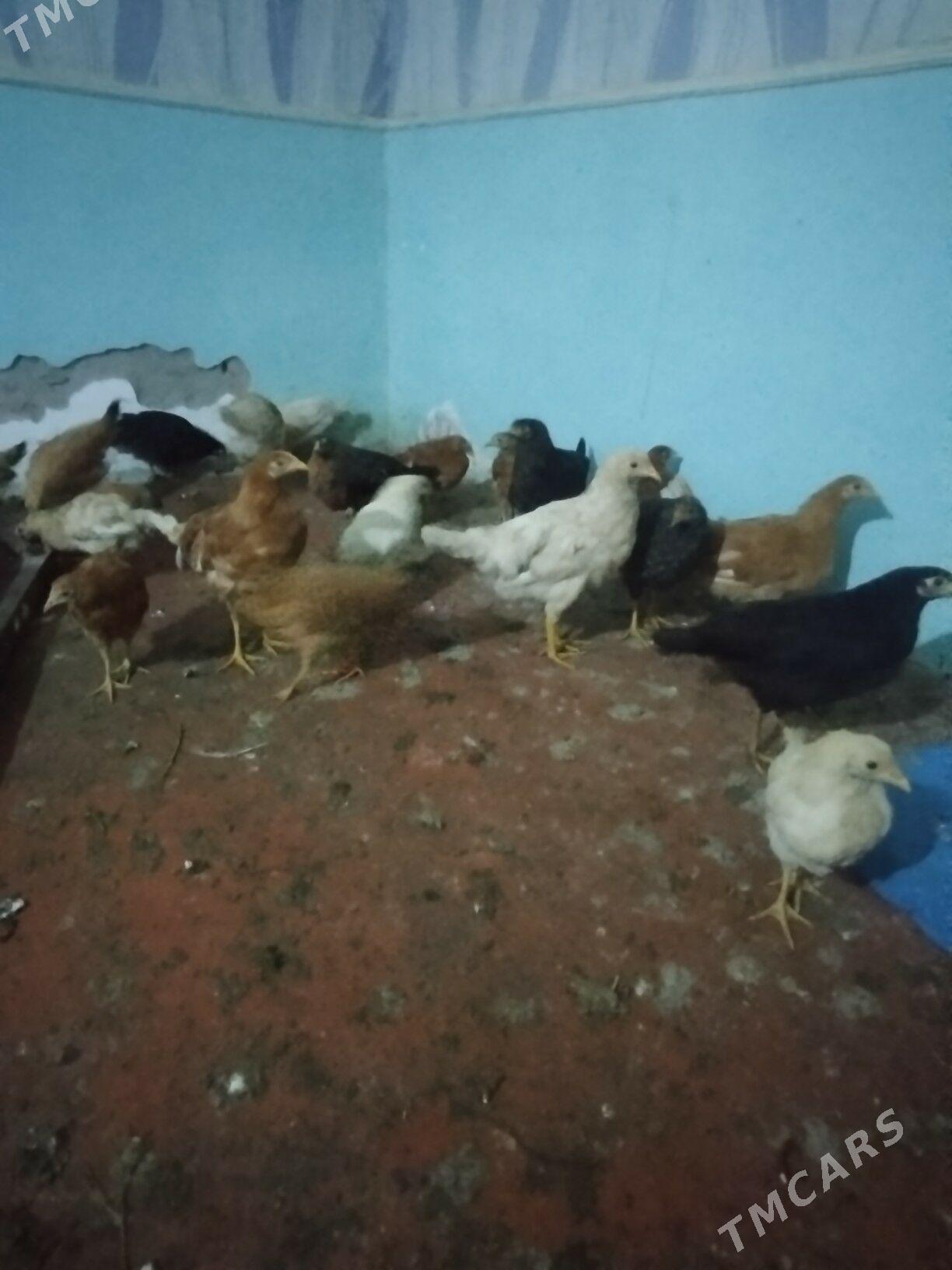 towuk jüýje  - Mary - img 5