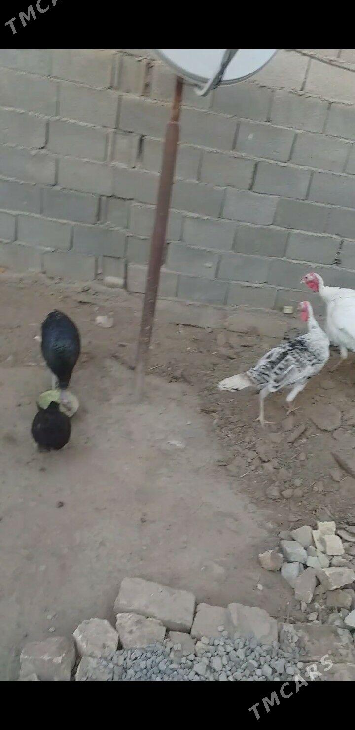 İndawutga ördek - Теджен - img 3