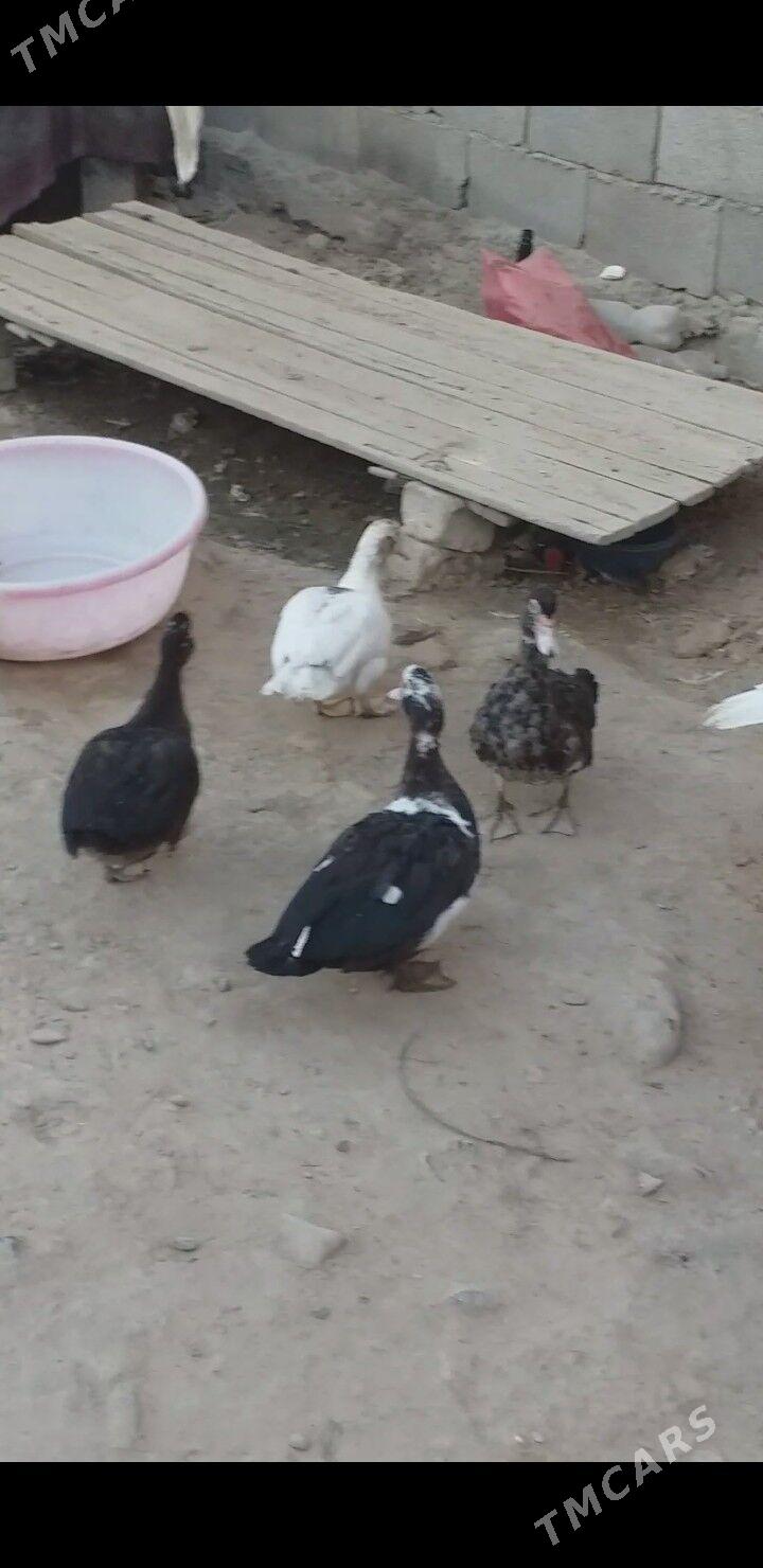 İndawutga ördek - Теджен - img 2