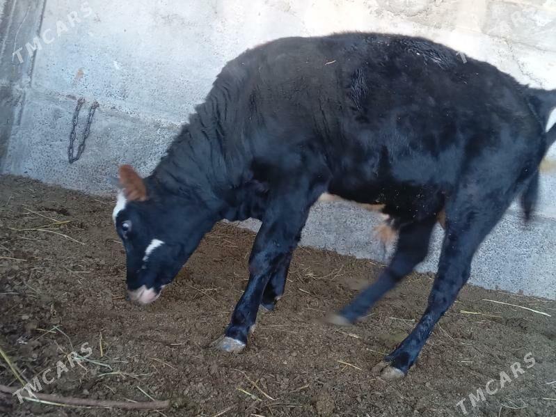 OKUZ - Багир - img 2